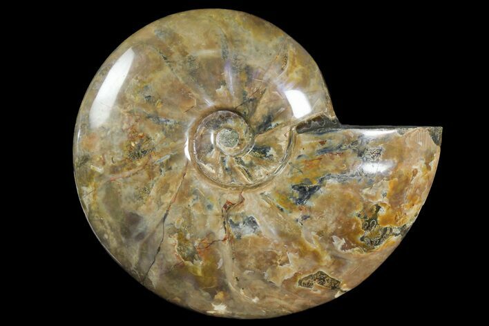 Polished Ammonite Fossil - Madagascar #166688